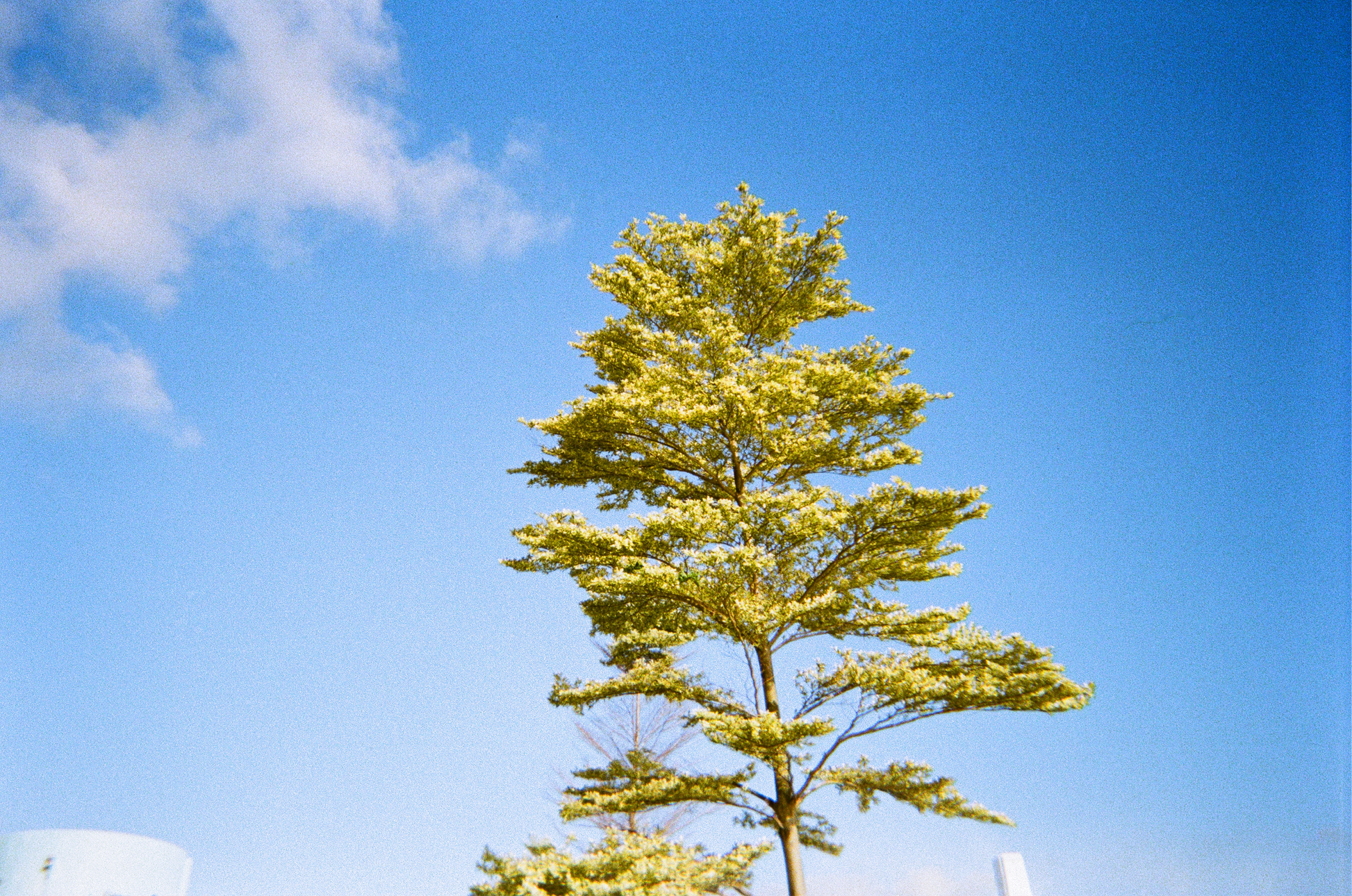 Disposable Film Camera