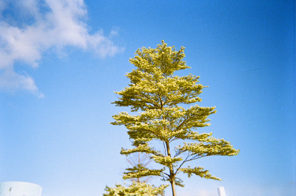 Tall tree against a clear blue sky with a few clouds